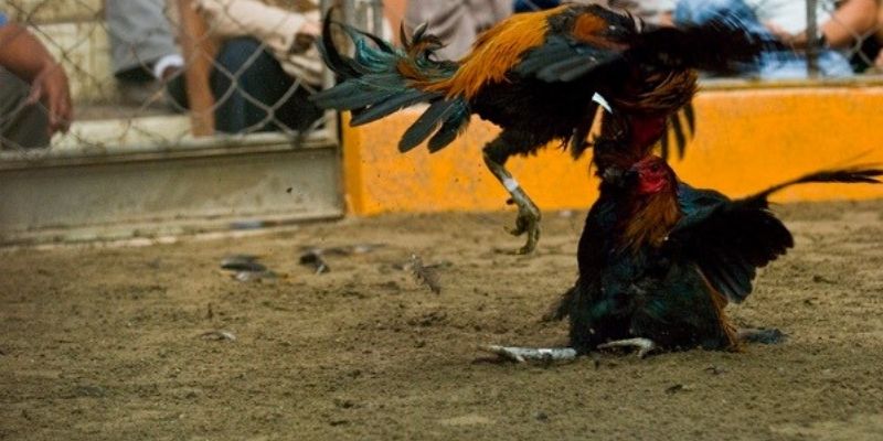 Bỏ túi kinh nghiệm chăm sóc kê từ cao thủ lão luyện