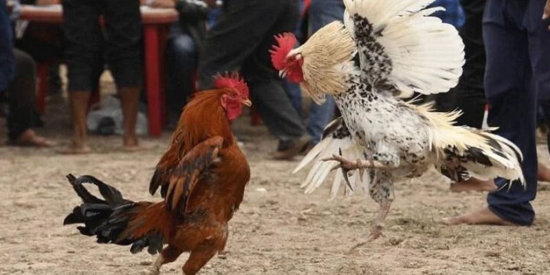 Cách Chọn Gà Chọi Đòn Hay - Bí Quyết Lựa Chọn Đỉnh Cao