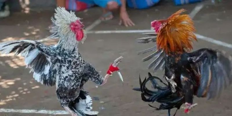 Đá Gà Cựa Dao - Bí Quyết Hay Thắng Ngay Mọi Đấu Trường