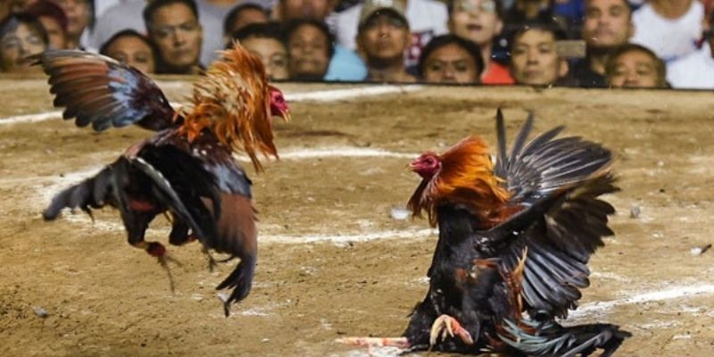 Đá Gà Peru - Kinh Nghiệm Thắng Trường Từ Cao Thủ Sư Kê