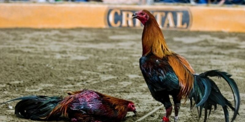 Điểm nổi bật làm nên thương hiệu của đá gà Peru