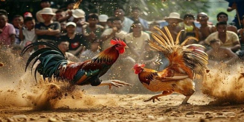Giới thiệu đôi nét cơ bản chính về hình thức đấu kê Thomo