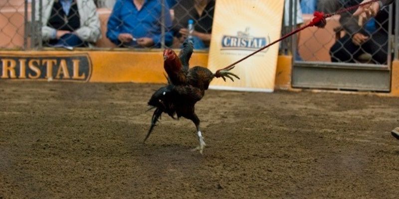 Học hỏi chiến thuật thi đấu để tối ưu tỷ lệ thắng