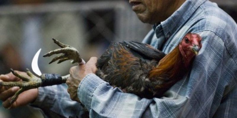 Hướng dẫn luật lệ chọi kê chuẩn và dễ hiểu nhất