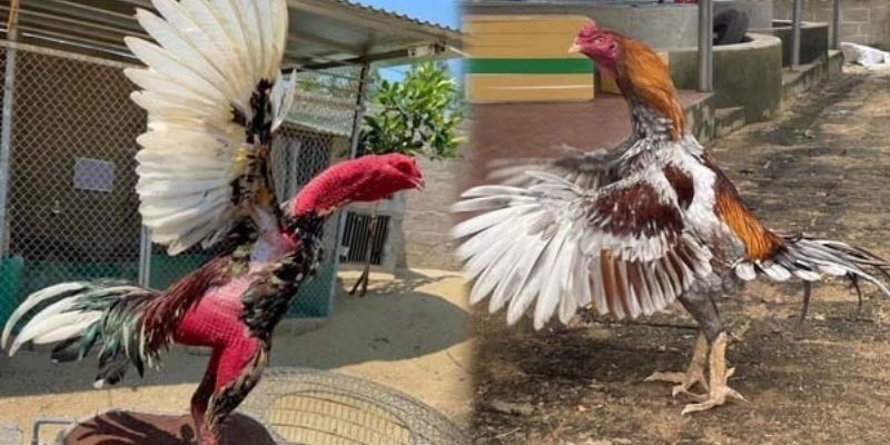 Kinh Nghiệm Chơi Đá Gà Hiệu Quả Từ Cao Thủ Làng Gà