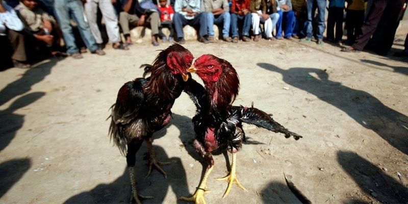 Kỹ năng then chốt giúp phân tích và chọn kèo hiệu quả