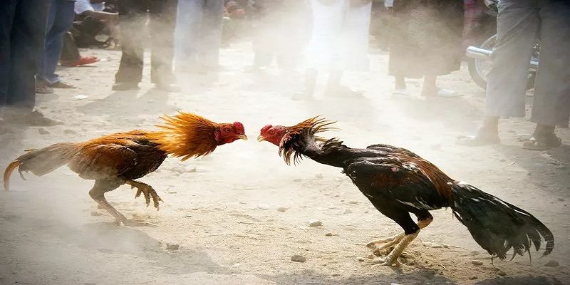 Lý do hội viên nên tham gia đá gà trực tiếp Thomo VZ99