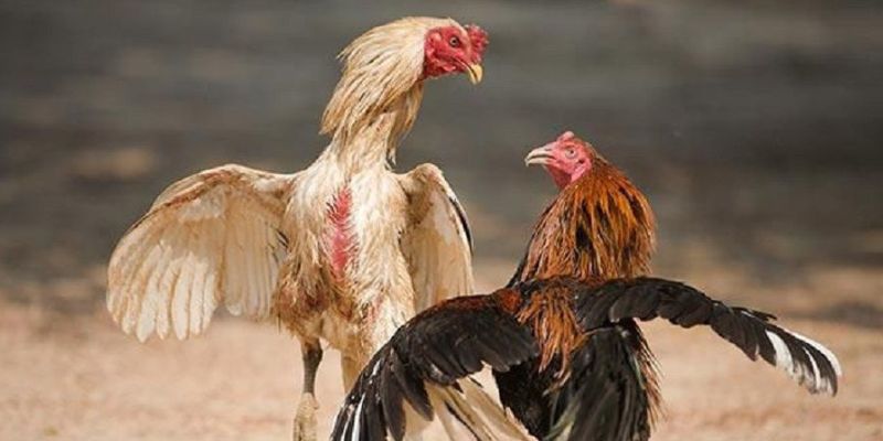 Một vài những điểm cần lưu ý khi lựa chọn chiến kê