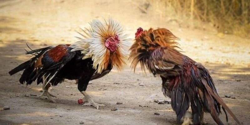 Nhiều hình thức thú vị, hội viên thoải mái lựa chọn tham gia