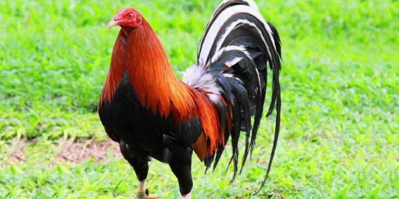 Những thời điểm nên giúp những chiến kê thư giãn
