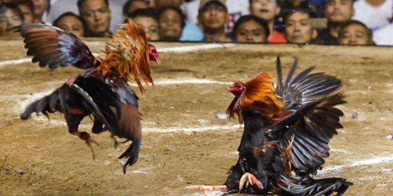 Tiêu chí để lựa chọn những chiến kê phù hợp với bản thân