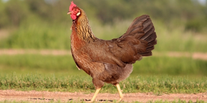 Cách Nuôi Gà Đá Bo Lớn