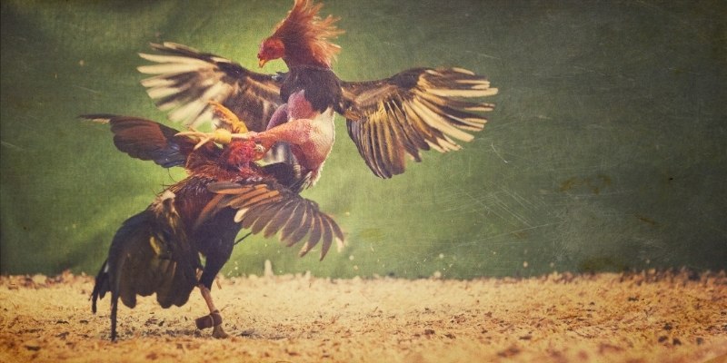 Cao thủ chọn giờ hoàng đạo để ra đòn