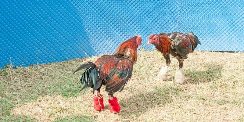 Khán giả hào hứng khi theo dõi các trận đa phong cách
