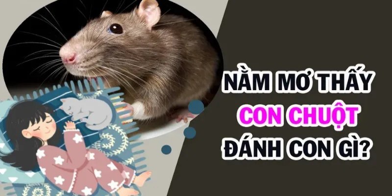 Mơ thấy chuột đánh con gì khi cược lô online
