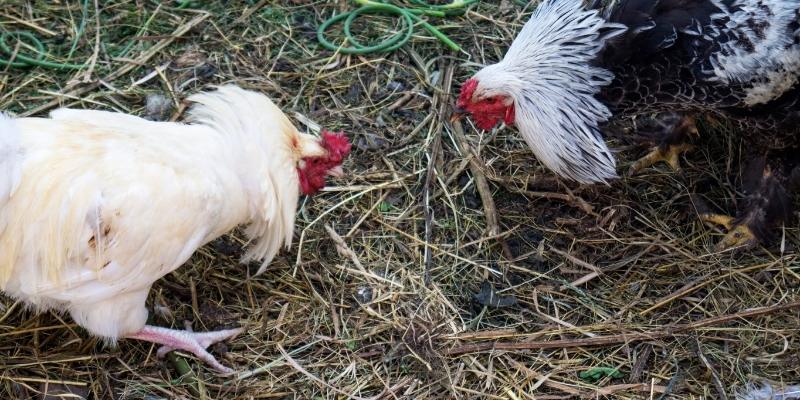 Tránh sai lầm khi xem nhận được chiến thắng ưng ý