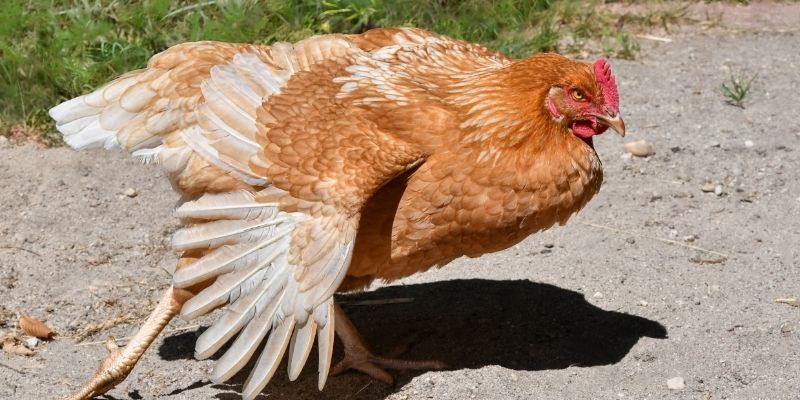 Vai trò của cách nuôi gà đá bo lớn đúng phương pháp