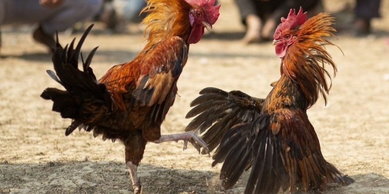Xem Đá Gà Cựa Sắt
