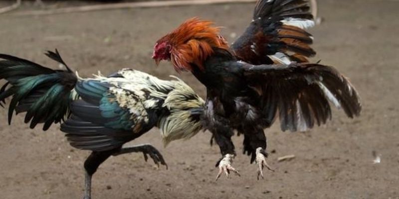 Cửa cược đá gà Thomo cho phép thu về lợi nhuận khủng