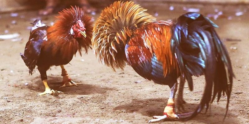 Đa dạng loại hình chọi kê Campuchia tại nhà cái VZ99