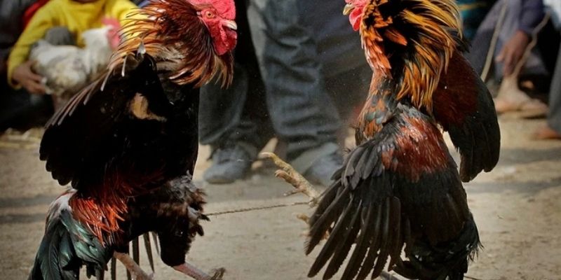 đá gà Philippines