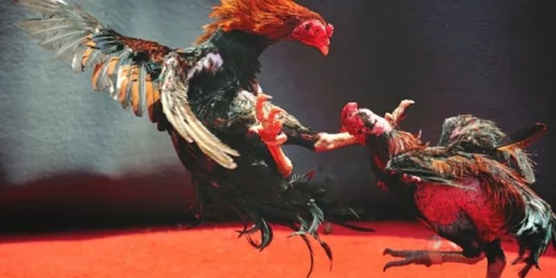 Hình thức cá cược đấu kê nổi tiếng từ sới lớn