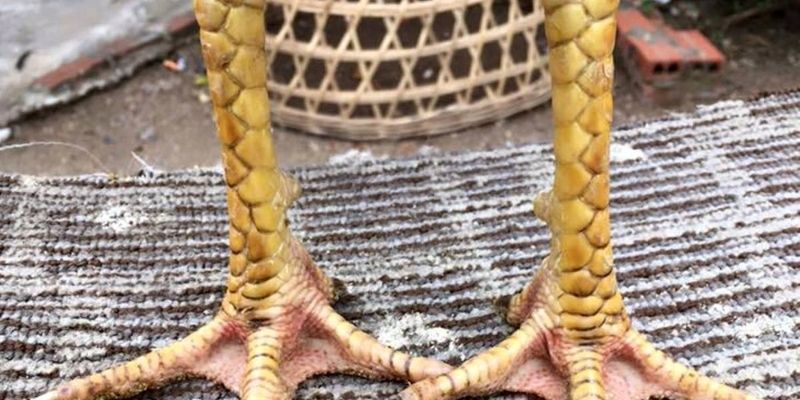 Huấn luyện kê đúng thế chân để phát huy tối đa sức mạnh