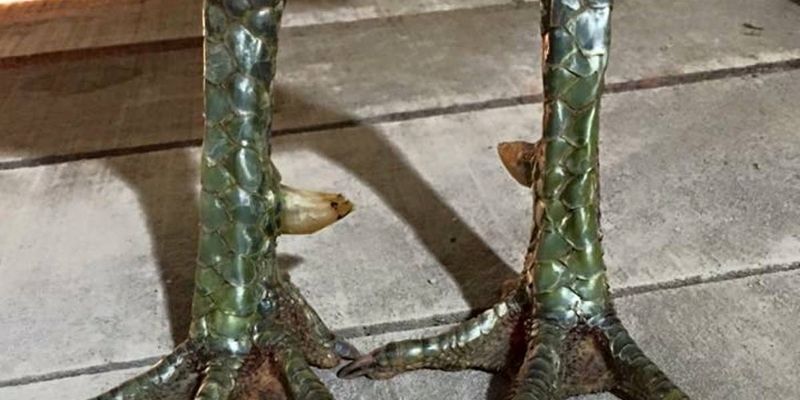 Khám phá các thế chân giúp chiến kê đá vững và hiểm hóc