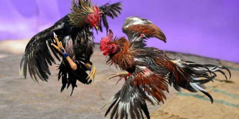 Lưu ngay bí quyết đặt cược hay từ cao thủ để tối ưu thế trận