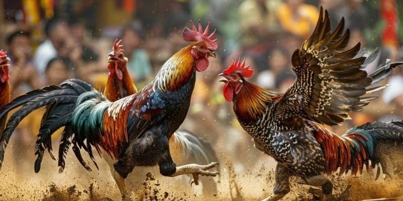 Nắm rõ luật lệ đá gà Campuchia để tăng khả năng thắng