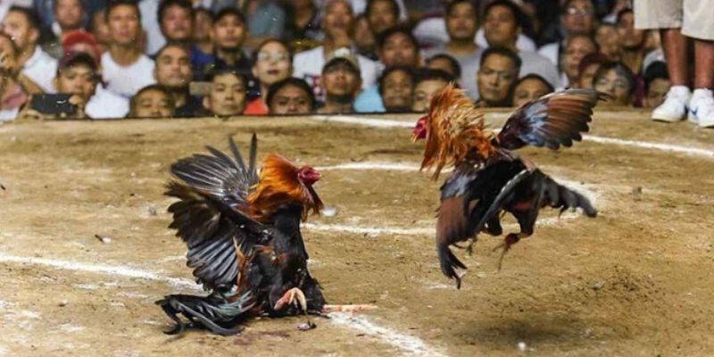 Sân chơi chọi kê đỉnh cao quy tụ những chiến kê hàng đầu