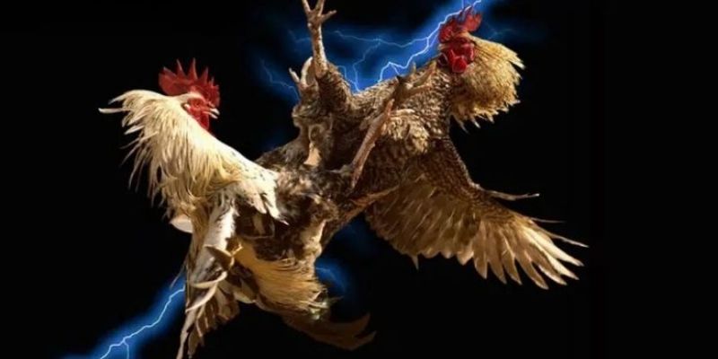 Thả chuẩn giúp kê sung sức, ra đòn linh hoạt áp đảo đối thủ