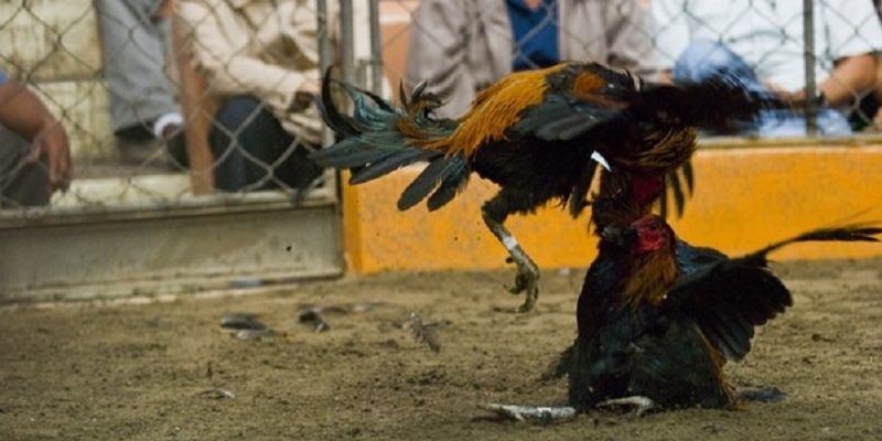 Trải nghiệm chất lượng phát sóng trực tiếp đẳng cấp VZ99