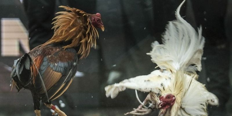 Ván so tài kết thúc với quy định thắng thua phân minh