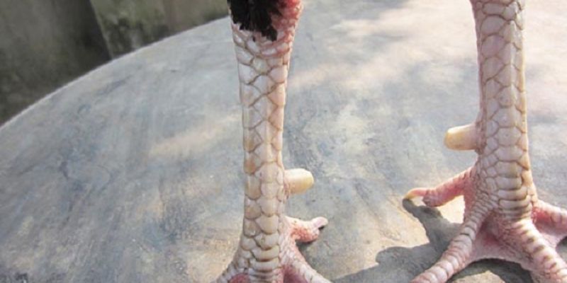 Xem chân gà đá để chọn chiến kê thông minh và linh hoạt